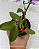Cattleya Aurora's Walkaori - Imagem 2