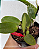 Cattleya Aurora's Walkaori - Imagem 3