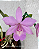 Cattleya Aurora's Walkaori - Imagem 1