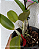 Cattleya Aurora's Walkaori - Imagem 2