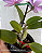 Cattleya Aurora's Walkaori - Imagem 3