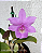 Cattleya Aurora's Walkaori - Imagem 1