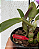 Cattleya Aurora's Walkaori - Imagem 2