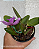 Cattleya Aurora's Walkaori - Imagem 3