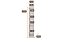 MODULO RIZON 1PT BR NEVE - NH - Imagem 3