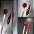 Transitional Phoenix Rod - Greasy Glass - COE33 - Imagem 1