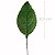 Folha de Rosa 60 unid. Verde - 6C - Imagem 1