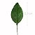 Folha de Rosa 60 unid. Verde - 5c - Imagem 2
