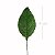 Folha de Rosa 60 unid. Verde - 3C - Imagem 1