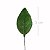 Folha de Rosa 60 unid. Verde - 2C - Imagem 1