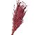 Capim Brinco - Flor Seca Decorativa - Imagem 8