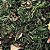 Musgo Chileno 22g - Imagem 1
