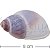 Concha Caramujo 8cm - Kit 2 unid. - Imagem 2