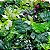 Placa de Folhagem Artificial 39x59 cm Ref. 0572-4 - Imagem 2