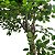 Árvore Artificial Ficus 2,1m Ref. RS0200-34 - Imagem 2