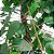 Árvore Artificial Ficus 1,8m Ref. 8409B - Imagem 2