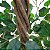 Árvore Artificial Ficus 1,5m Ref. 8409 - Imagem 2