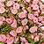 Rococó Mini Rosa de Cetim 100 unid. Ref. 10-015 - Imagem 5