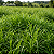 Brachiaria Brizantha Marandu Revestida 10 kg - Imagem 1