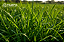 Brachiaria Brizantha Marandu Revestida 10 kg - Imagem 2
