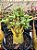 Arabicum Godji x Red Bangle - Planta 10 017 - Imagem 1