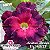 Rosa do Deserto Enxerto EV-143 Ametista Bicolor - Imagem 1