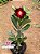 Rosa do Deserto - Sementeira Planta 0009/22 - Imagem 2