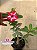 Rosa do Deserto - Sementeira Planta 0010/22 - Imagem 2