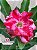 Rosa do Deserto - Sementeira Planta 0011/22 - Imagem 1