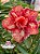 Rosa do Deserto Enxerto - CHER - Imagem 2