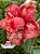 Rosa do Deserto Enxerto - CHER - Imagem 3