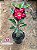 Rosa do Deserto - Sementeira Planta 0013/22 - Imagem 2