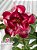 Rosa do Deserto - Sementeira Planta 0020/22 - Imagem 1