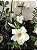 Rosa do Deserto Muda de Semente - Branca Flor Simples - Imagem 1