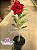 Rosa do Deserto - Sementeira Planta 0029/22 - Imagem 2