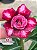 Rosa do Deserto - Sementeira Planta 0034/22 - Imagem 1