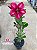 Rosa do Deserto - Sementeira Planta 0036/22 - Imagem 2