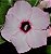 Rosa do Deserto Muda de Enxerto - Lucky - Flor Simples Rosa - Imagem 2