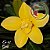 Rosa do Deserto Muda de Enxerto - EV-042 - Gold - Flor Dobrada - Imagem 1