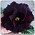 Rosa do Deserto Muda de Enxerto - EV-421 - Flor Tripla Negra - Imagem 1