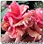 Rosa do Deserto Muda de Enxerto - EV-400 - Flor Tripla - Imagem 1
