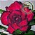 Rosa do Deserto Muda de Enxerto - EV-072 - Iracema - Flor Tripla - Imagem 1
