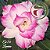 Rosa do Deserto Muda de Enxerto - EV-074 - Lumina - Flor Tripla - Imagem 1