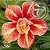 Rosa do Deserto Muda de Enxerto - EV-007 - Flex - Imagem 1