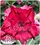 Rosa do Deserto Enxerto - CO-343 - Imagem 1