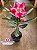 Rosa do Deserto - Sementeira Planta 0038/22 - Imagem 2