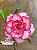 Rosa do Deserto - Sementeira Planta 0039/22 - Imagem 1
