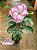 Rosa do Deserto - Sementeira Planta 0046/22 - Imagem 2