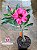 Rosa do Deserto - Sementeira Planta 0048/22 - Imagem 2