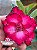 Rosa do Deserto - Sementeira Planta 0050/22 - Imagem 1